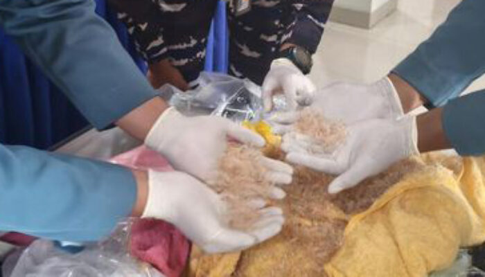 39.927 Benih Lobster Senilai Rp1,1 Miliar Gagal Diselundupkan di Bandara Juanda, Dikemas dalam Handuk Dingin untuk Kelabui Petugas