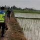 Tragis! Lansia di Grobogan Tewas Tersambar Petir Saat Pulang dari Sawah, Polisi Beri Imbauan Keselamatan