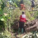 Tanah Longsor dan Pohon Tumbang di Kepatihan Jember, PMI Gerak Cepat Evakuasi Warga
