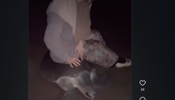 Viral Wanita Naiki Penyu di Pantai Makassar, Banjir Kecaman hingga Akhirnya Minta Maaf