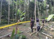 Duel Carok Maut di Lumajang Dipicu Dendam Lama, Bermula dari Daun Nangka untuk Pakan Ternak