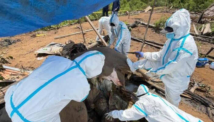 Dua Gajah Sumatera Mati Misterius di Bengkulu, Kemenhut Turunkan Tim—Nekropsi Dilakukan