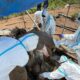 Dua Gajah Sumatera Mati Misterius di Bengkulu, Kemenhut Turunkan Tim—Nekropsi Dilakukan