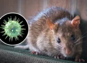 Kemenkes Peringatkan Bahaya Hantavirus dari Tikus, Warga Diminta Waspada Saat Banjir