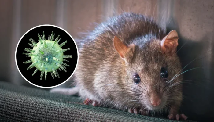 Kemenkes Peringatkan Bahaya Hantavirus dari Tikus, Warga Diminta Waspada Saat Banjir