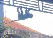 Monyet ekor panjang berkeliaran di Kelurahan Mojolangu, Kecamatan Lowokwaru, Kota Malang. (Foto: Tangkapan layar)