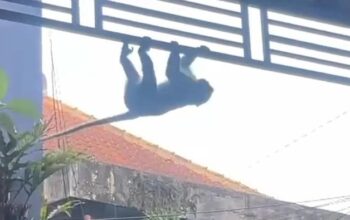 Monyet ekor panjang berkeliaran di Kelurahan Mojolangu, Kecamatan Lowokwaru, Kota Malang. (Foto: Tangkapan layar)