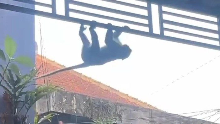 Monyet ekor panjang berkeliaran di Kelurahan Mojolangu, Kecamatan Lowokwaru, Kota Malang. (Foto: Tangkapan layar)