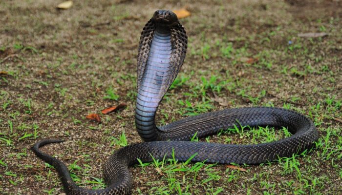 Ngeri! Warga Pamekasan Disembur Racun Kobra ke Mata, Nyaris Buta Saat Hendak Antar Istri ke RS