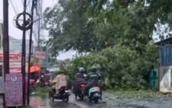 Pohon tumbang di Kelurahan Jatiluhur membuat pengendara sepeda motor terhalang saat hendak melintas, Jumat, 1 Mei 2026. (Foto Tangkapan Layar Video Warga)