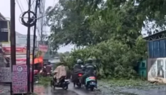 Hujan Disertai Angin Kencang Terjang Bekasi, 5 Kelurahan Terdampak Pohon Tumbang