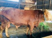 Prabowo Beli Sapi Kurban Jumbo 1,2 Ton dari Lamongan untuk Iduladha 1447 H