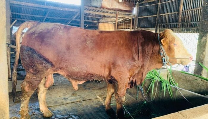 Prabowo Beli Sapi Kurban Jumbo 1,2 Ton dari Lamongan untuk Iduladha 1447 H