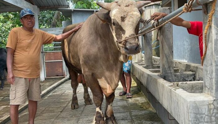 Prabowo Beli Sapi Kurban Jumbo 1 Ton di Sukoharjo, “Parikesit” Jadi Sorotan Jelang Idul Adha