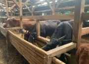 Harga Sapi Kurban di Ponorogo Naik hingga Rp4 Juta Jelang Idul Adha 2026, Pedagang Kebanjiran Pembeli