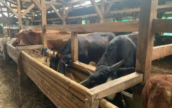 Harga Sapi Kurban di Ponorogo Naik hingga Rp4 Juta Jelang Idul Adha 2026, Pedagang Kebanjiran Pembeli