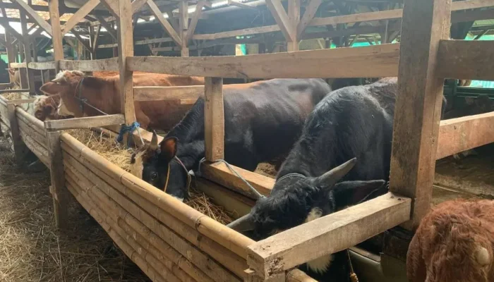 Harga Sapi Kurban di Ponorogo Naik hingga Rp4 Juta Jelang Idul Adha 2026, Pedagang Kebanjiran Pembeli