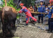 Detik-Detik Sapi Kurban Nyemplung ke Parit di Semarang, Damkar dan Warga Berjibaku Lakukan Evakuasi