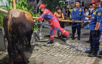Damkar Kota Semarang saat mengevakuasi sapi kurban yang nyemplung ke dalam parit. Foto: Dok. Damkar Semarang