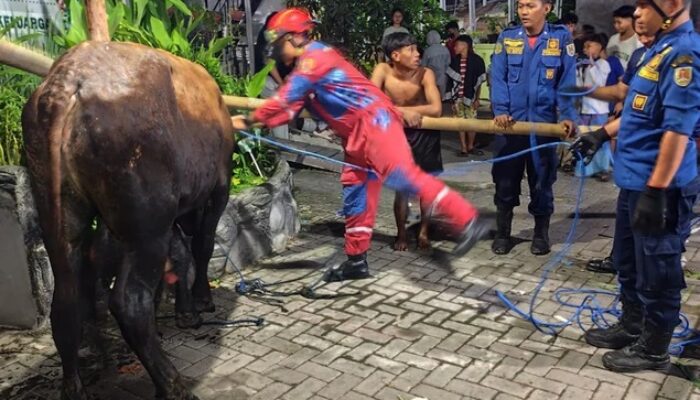 Detik-Detik Sapi Kurban Nyemplung ke Parit di Semarang, Damkar dan Warga Berjibaku Lakukan Evakuasi