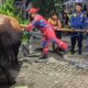 Damkar Kota Semarang saat mengevakuasi sapi kurban yang nyemplung ke dalam parit. Foto: Dok. Damkar Semarang