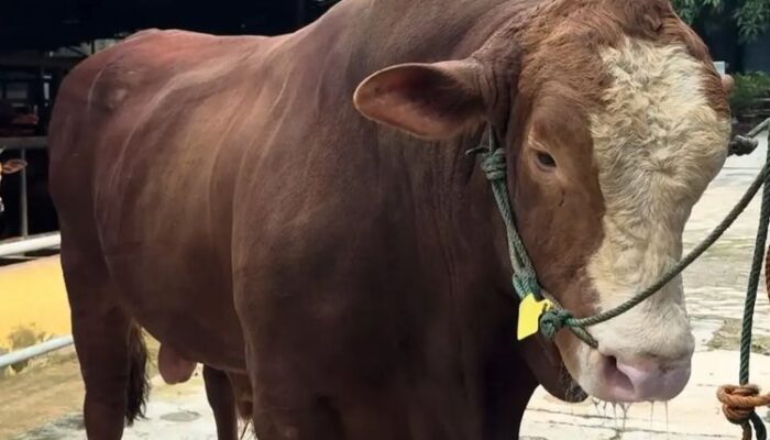 Sapi Kurban Prabowo Jadi Sorotan, dari “Si Gemoy” hingga “Sambo” Berbobot Lebih 1 Ton