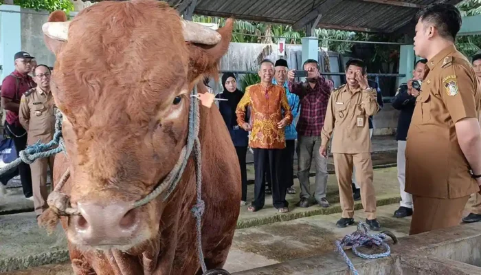 Sapi Kurban Presiden Prabowo 1 Ton Disembelih di Blitar, 600 KK Terima Daging Kurban
