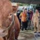 Sapi Kurban Presiden Prabowo 1 Ton Disembelih di Blitar, 600 KK Terima Daging Kurban