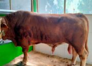 Sapi Kurban Presiden Prabowo di Pangandaran Capai Rp103 Juta, Bobot 1 Ton Jadi Sorotan Warga