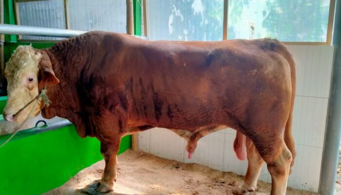 Sapi Kurban Presiden Prabowo di Pangandaran Capai Rp103 Juta, Bobot 1 Ton Jadi Sorotan Warga