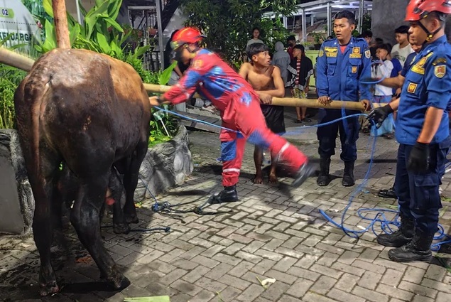 Damkar Kota Semarang saat mengevakuasi sapi kurban yang nyemplung ke dalam parit. Foto: Dok. Damkar Semarang