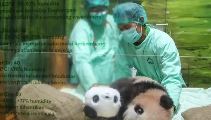 VIRAL! Bayi Panda Pertama Lahir di Indonesia Siap Diperkenalkan ke Publik, Rio Jadi Magnet Baru Taman Safari Bogor