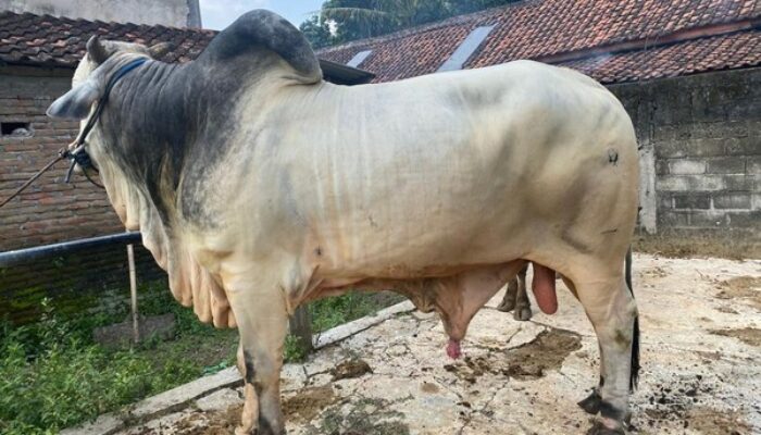 VIRAL! Sapi Penarik Gerobak dari Klaten Dibeli Prabowo untuk Kurban Iduladha, Bobotnya Hampir 1 Ton