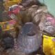 Viral Kontrakan Horor di Bekasi! Dipenuhi Bangkai Kucing dan Kotoran, Pemilik Syok Saat Pintu Dibuka