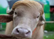Viral! Kerbau Albino Bernama Donald Trump Batal Disembelih Saat Idul Adha, Pemerintah Turun Tangan Selamatkan