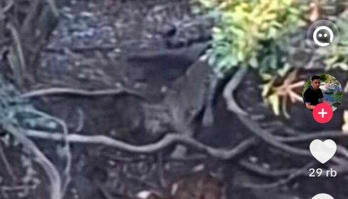 Viral Penampakan Diduga Macan di Hutan Cangar, Tahura Raden Soerjo Belum Verifikasi