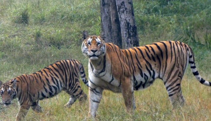 Waspada! El Nino Picu Satwa Liar Turun Gunung—Ancaman Predator ke Permukiman Meningkat