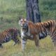 Waspada! El Nino Picu Satwa Liar Turun Gunung—Ancaman Predator ke Permukiman Meningkat