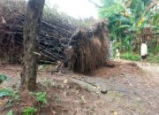 Pohon bambu di Kecamatan Pakong, Pamekasan tumbang diterjang angin kencang (Foto: Akhmad Zaini Zen/detikJatim)