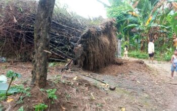 Pohon bambu di Kecamatan Pakong, Pamekasan tumbang diterjang angin kencang (Foto: Akhmad Zaini Zen/detikJatim)
