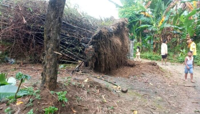 Hujan Deras dan Angin Kencang Terjang Pamekasan, Pohon Tumbang Rusak Rumah dan Pertokoan