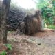Hujan Deras dan Angin Kencang Terjang Pamekasan, Pohon Tumbang Rusak Rumah dan Pertokoan