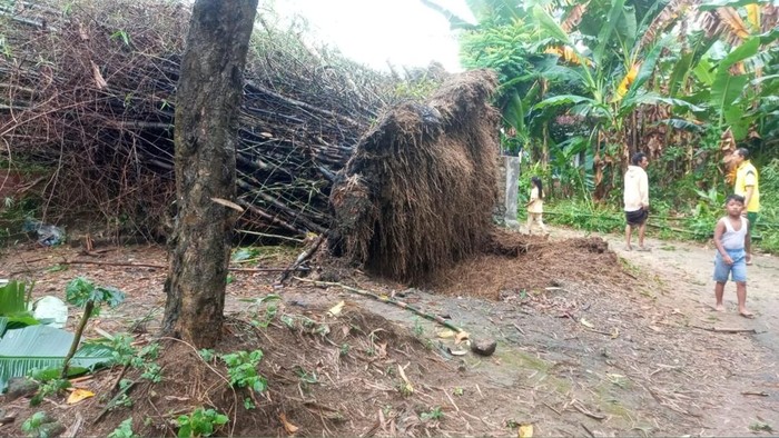 Pohon bambu di Kecamatan Pakong, Pamekasan tumbang diterjang angin kencang (Foto: Akhmad Zaini Zen/detikJatim)