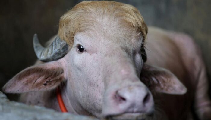 Viral Kerbau Albino Mirip Donald Trump Selamat dari Kurban Iduladha, Kini Dirawat Khusus di Kebun Binatang Bangladesh