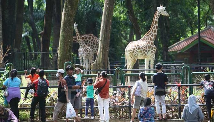 Ragunan Diserbu 30 Ribu Pengunjung Saat Long Weekend May Day 2026, Lonjakan Diprediksi Capai Puncak Besok