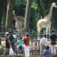 Ragunan Diserbu 30 Ribu Pengunjung Saat Long Weekend May Day 2026, Lonjakan Diprediksi Capai Puncak Besok