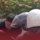 Viral Pria “Nemplok” di Mobil Melaju di Jakbar, Diduga Dipicu Konflik Keluarga: Polisi Ungkap Fakta di Baliknya