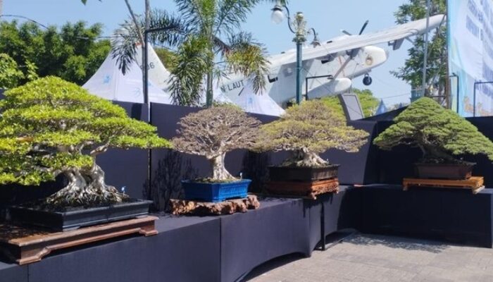 Heboh! Bonsai Santigi di Lamongan Ditawar Rp1 Miliar Ditolak, Pemilik Baru Mau Lepas Rp2 Miliar
