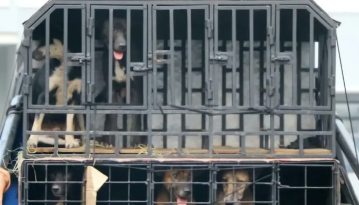 Tragedi Bocah 9 Tahun Tewas Diterkam Anjing Pemburu di Bogor, Pemilik Jadi Tersangka, 30 Anjing Diamankan Polisi